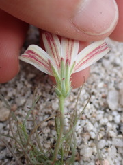 Calycoseris wrightii