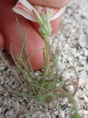 Calycoseris wrightii