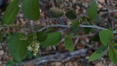 Ceanothus incanus