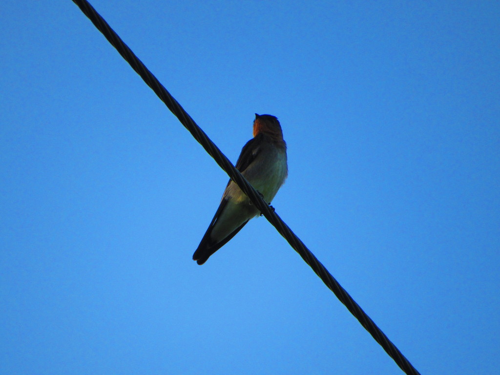 Golondrina Pecho Gris (Fotos de aves del monitoreo en perico y laguna ...