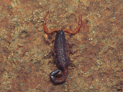Centruroides edwardsii