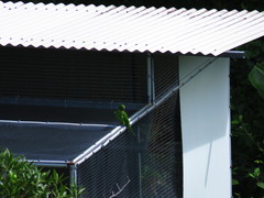 Psittacula eques echo