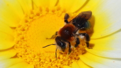 Andrena sola