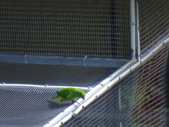 Psittacula eques echo