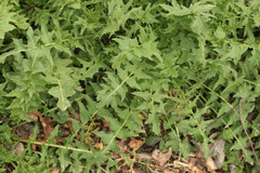 Sisymbrium austriacum