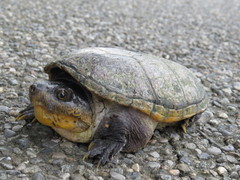 Claudius angustatus
