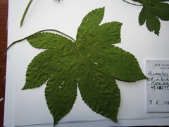 Humulus scandens