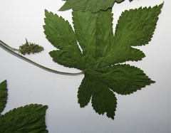 Humulus scandens