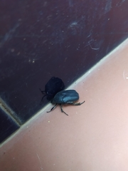 Protaetia opaca