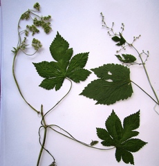 Humulus scandens