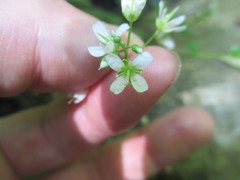 Cardamine rotundifolia