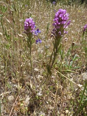 Castilleja exserta
