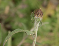 Centaurea decipiens