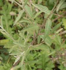 Centaurea decipiens