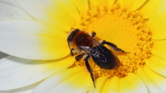 Andrena sola