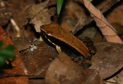 Mantidactylus charlotteae