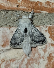 Apotolype brevicrista