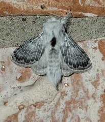 Apotolype brevicrista