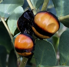 Libyaspis coccinelloides