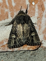 Hexorthodes serrata
