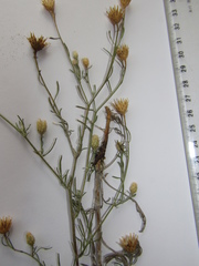 Centaurea besseriana