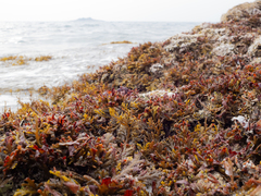 Cystoseira compressa