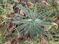Echium lusitanicum