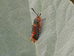 Eichlinia grande
