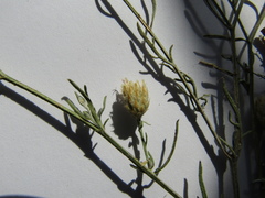 Centaurea besseriana