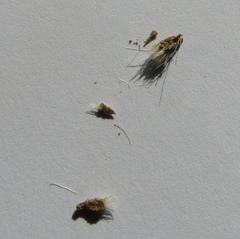 Centaurea besseriana