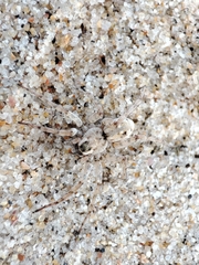 Arctosa perita