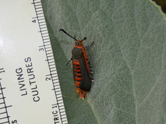 Eichlinia grande