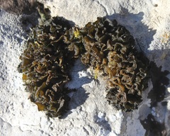 Lathagrium cristatum