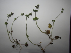 Lamium amplexicaule orientale