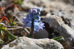 Hyacinthella dalmatica