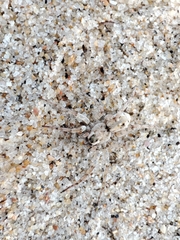 Arctosa perita