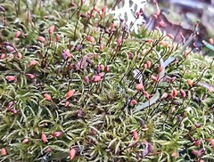 Sciuro-hypnum reflexum