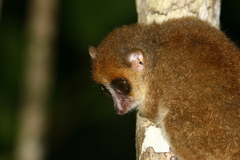 Microcebus