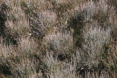 Ephedra major