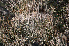 Ephedra major