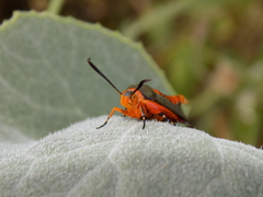 Eichlinia grande