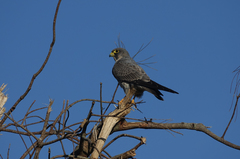 Falco concolor