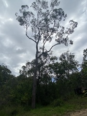 Corymbia tessellaris