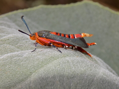 Eichlinia grande