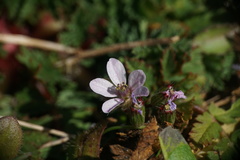Erodium acaule