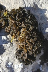 Lathagrium cristatum