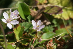 Erodium acaule