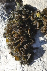 Lathagrium cristatum