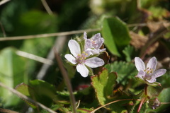 Erodium acaule