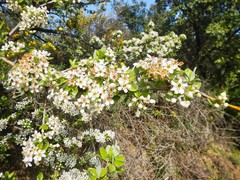 Pyrus elaeagrifolia